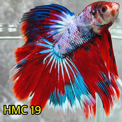 Multicolor Halfmoon Male Betta Fish | High Grade | Order Directly From Farm|  You Pick Fish |