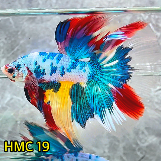 Multicolor Halfmoon Male Betta Fish | High Grade | Order Directly From Farm|  You Pick Fish |