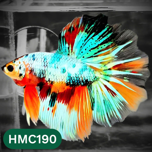 Multicolor Halfmoon Male Betta Fish | Order Directly From Farm | You Pick Fish