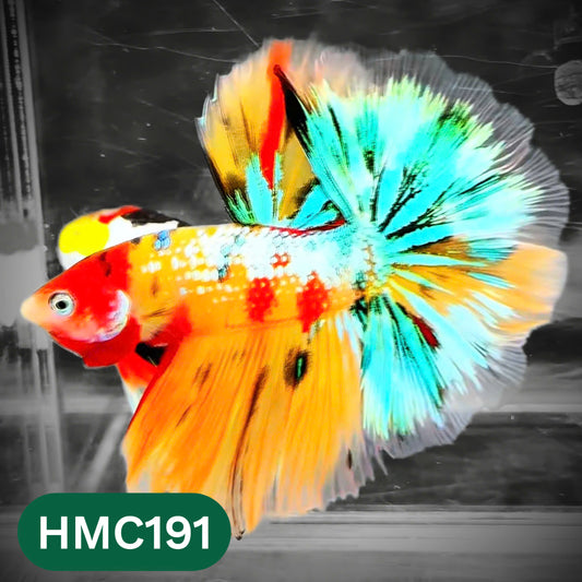 Multicolor Halfmoon Male Betta Fish | Order Directly From Farm | You Pick Fish