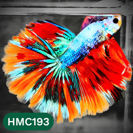 Multicolor Halfmoon Male Betta Fish | Order Directly From Farm | You Pick Fish