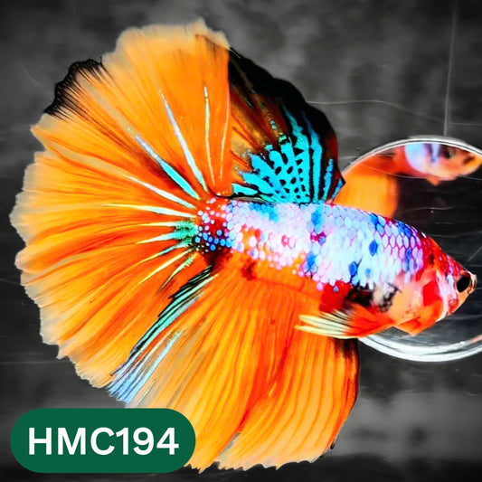 Multicolor Halfmoon Male Betta Fish | Order Directly From Farm | You Pick Fish