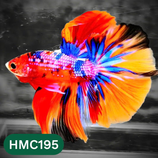 Multicolor Halfmoon Male Betta Fish | Order Directly From Farm | You Pick Fish