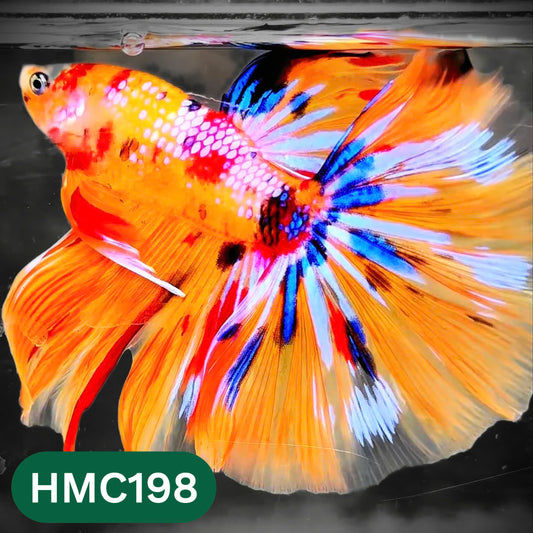 Multicolor Halfmoon Male Betta Fish | Order Directly From Farm | You Pick Fish