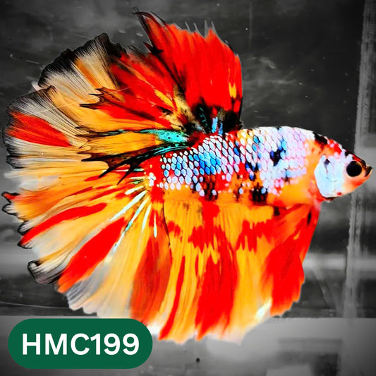 Multicolor Halfmoon Male Betta Fish | Order Directly From Farm | You Pick Fish