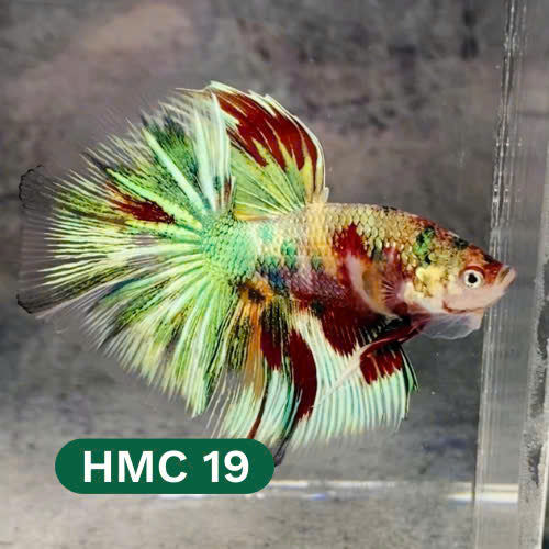 Multicolor Halfmoon Male Betta Fish | High Grade | Order Directly From Farm |  You Pick Fish |