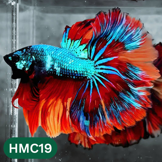 Multicolor Halfmoon Male Betta Fish | High Grade | Order Directly From Farm |  You Pick Fish |