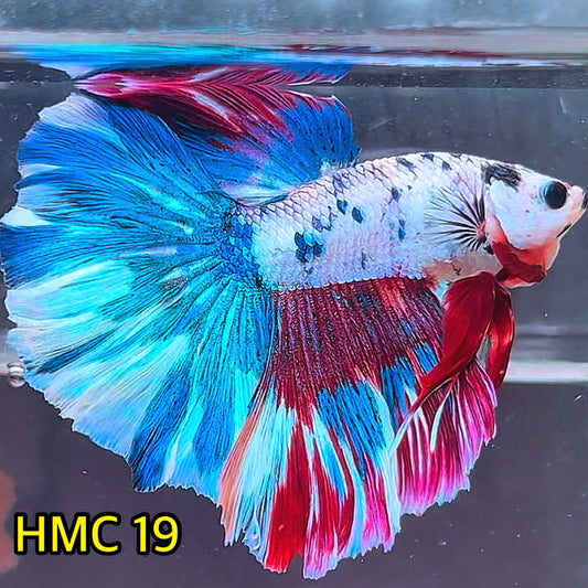 Multicolor Halfmoon Male Betta Fish | High Grade | Order Directly From Farm|  You Pick Fish |