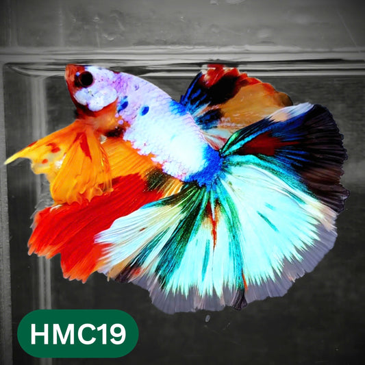 Multicolor Halfmoon Male Betta Fish | Order Directly From Farm | You Pick Fish
