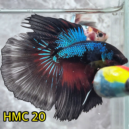 Multicolor Halfmoon Male Betta Fish | High Grade | Order Directly From Farm|  You Pick Fish |