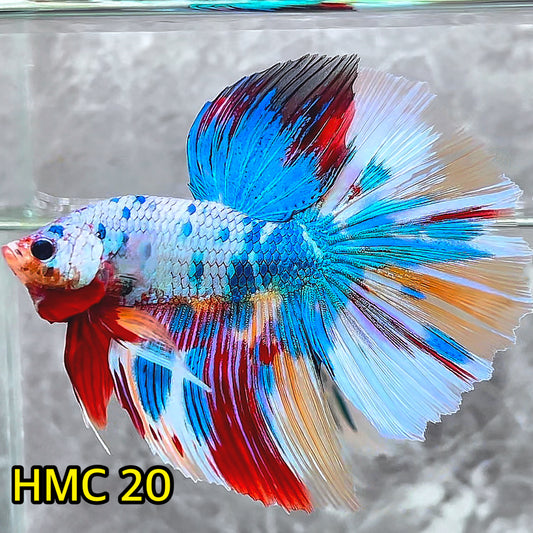 Multicolor Halfmoon Male Betta Fish | High Grade | Order Directly From Farm|  You Pick Fish |