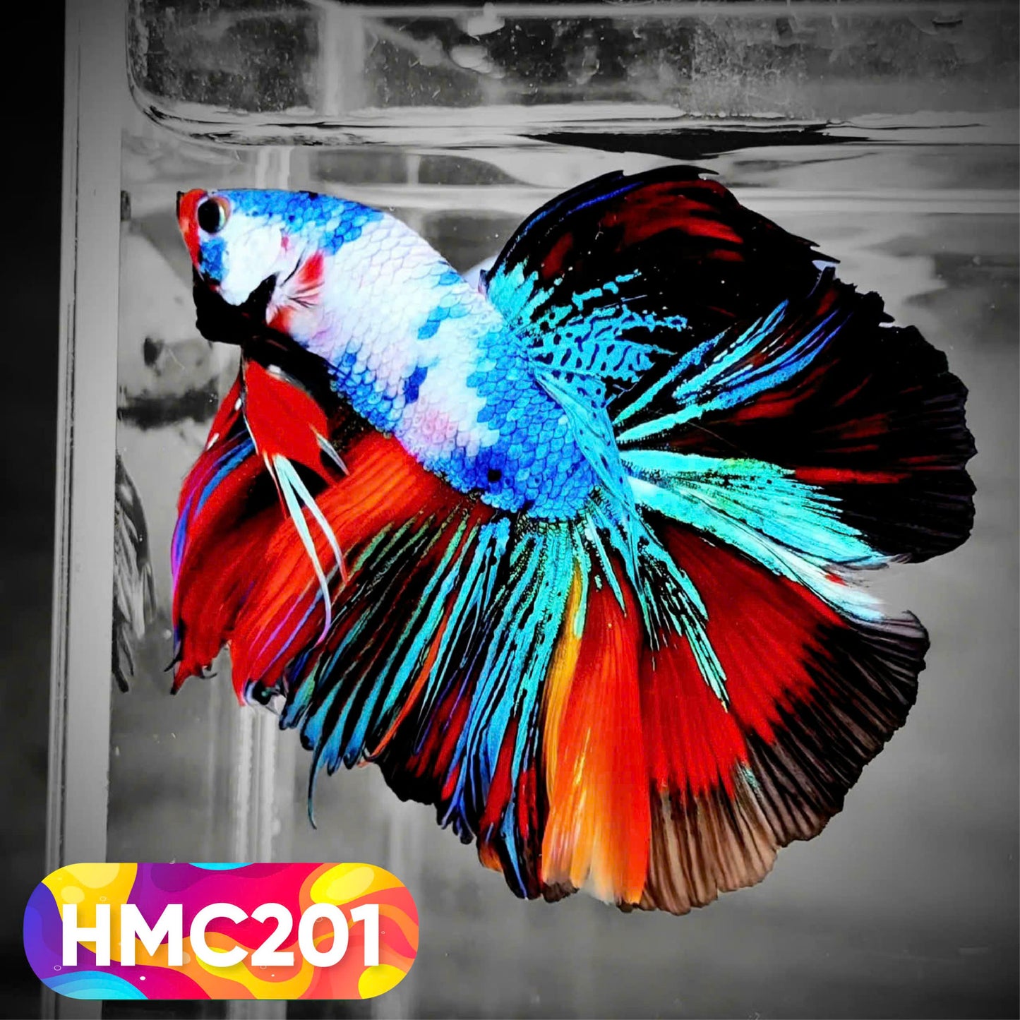 Multicolor Halfmoon Male Betta Fish | Order Directly From Farm | You Pick Fish
