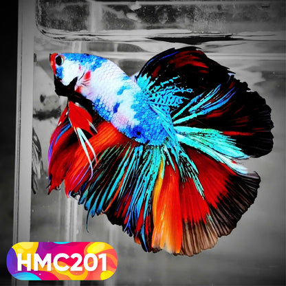 Multicolor Halfmoon Male Betta Fish | Order Directly From Farm | You Pick Fish