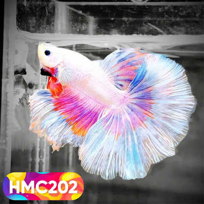 Multicolor Halfmoon Male Betta Fish | Order Directly From Farm | You Pick Fish