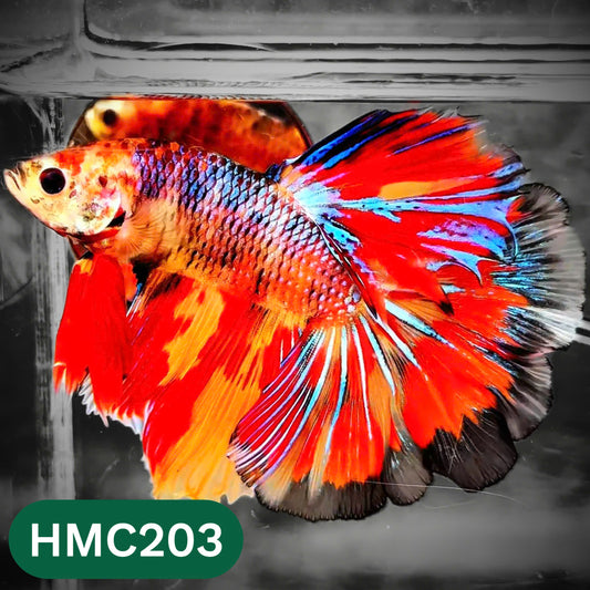 Multicolor Halfmoon Male Betta Fish | Order Directly From Farm | You Pick Fish