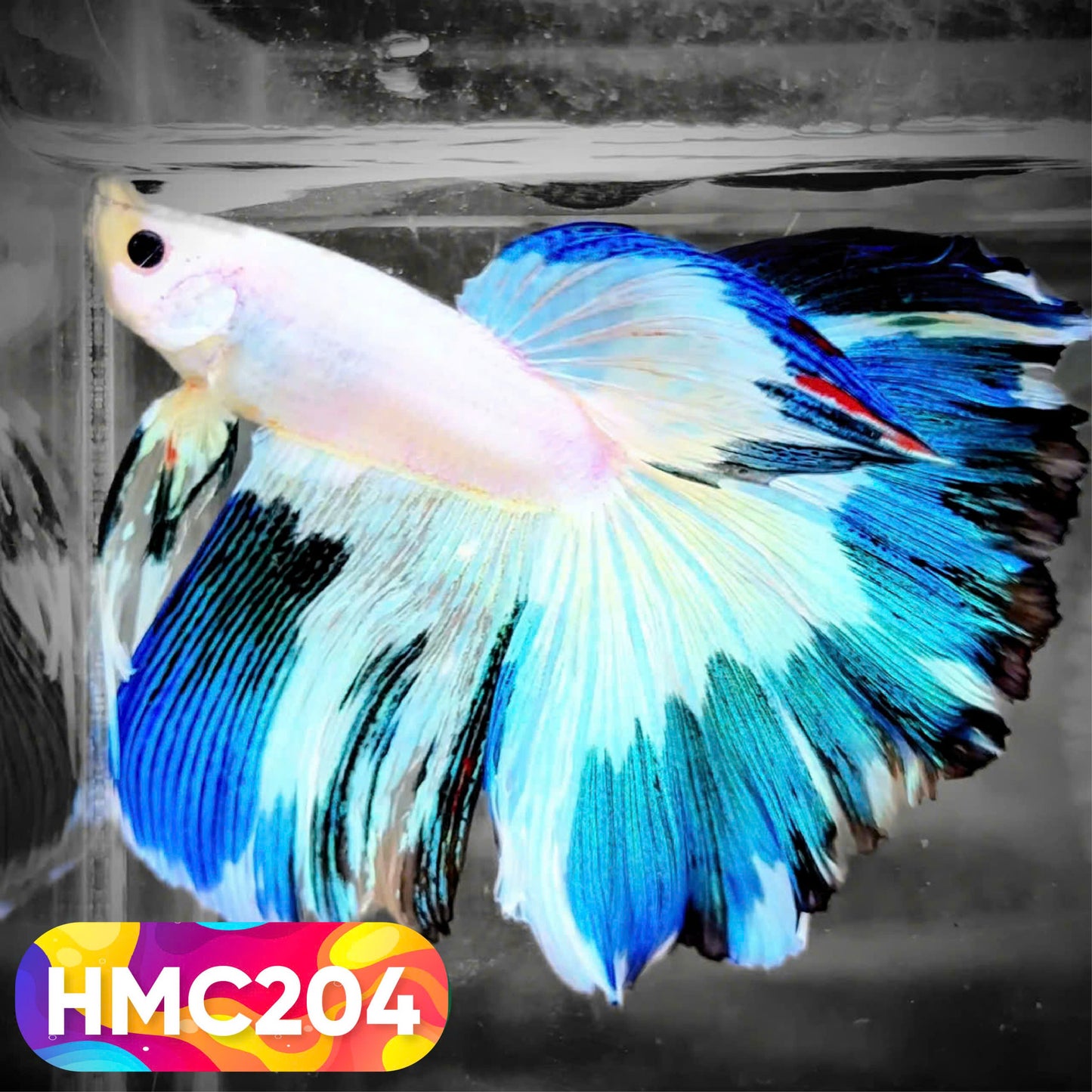 Multicolor Halfmoon Male Betta Fish | Order Directly From Farm | You Pick Fish