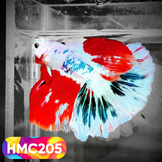 Multicolor Halfmoon Male Betta Fish | Order Directly From Farm | You Pick Fish