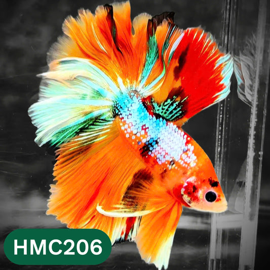 Multicolor Halfmoon Male Betta Fish | Order Directly From Farm | You Pick Fish