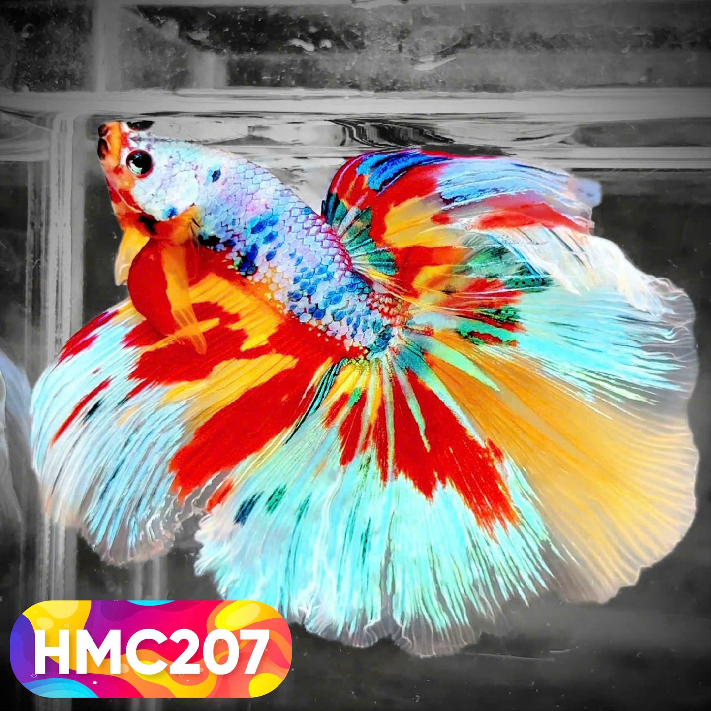 Multicolor Halfmoon Male Betta Fish | Order Directly From Farm | You Pick Fish
