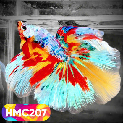 Multicolor Halfmoon Male Betta Fish | Order Directly From Farm | You Pick Fish