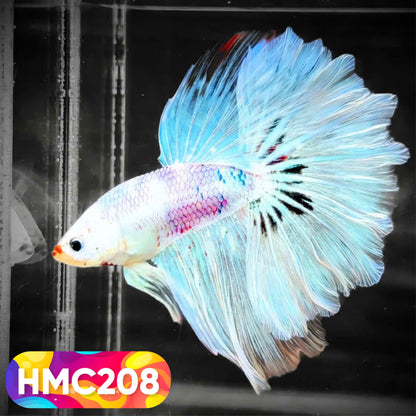 Multicolor Halfmoon Male Betta Fish | Order Directly From Farm | You Pick Fish
