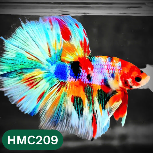 Multicolor Halfmoon Male Betta Fish | High Grade | Order Directly From Farm |  You Pick Fish |