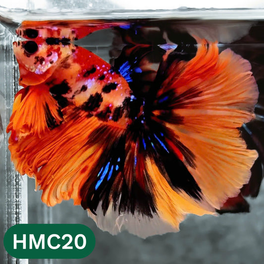 Multicolor Halfmoon Male Betta Fish | High Grade | Order Directly From Farm |  You Pick Fish |