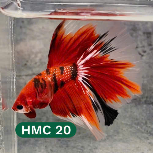 Multicolor Halfmoon Male Betta Fish | High Grade | Order Directly From Farm |  You Pick Fish |