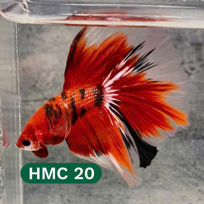 Multicolor Halfmoon Male Betta Fish | High Grade | Order Directly From Farm |  You Pick Fish |