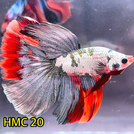 Multicolor Halfmoon Male Betta Fish | High Grade | Order Directly From Farm|  You Pick Fish |