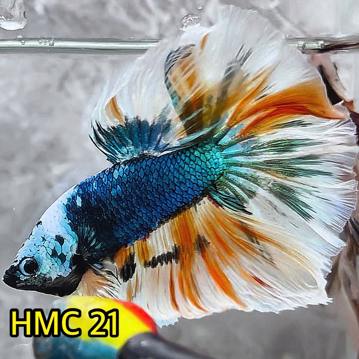 Multicolor Halfmoon Male Betta Fish | High Grade | Order Directly From Farm|  You Pick Fish |