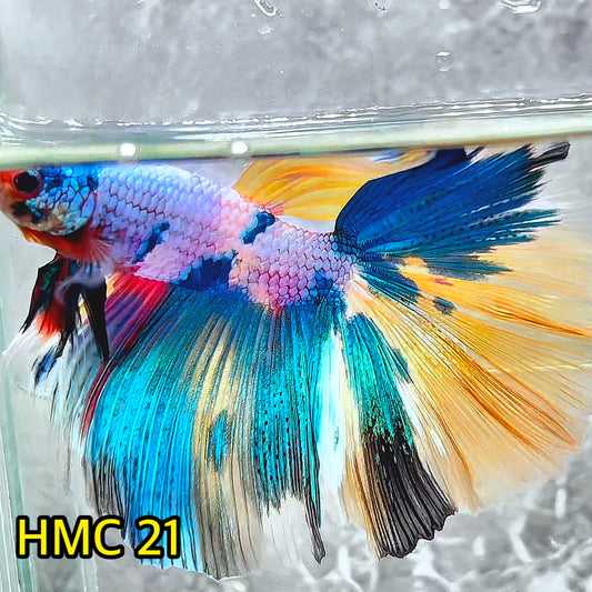 Multicolor Halfmoon Male Betta Fish | High Grade | Order Directly From Farm|  You Pick Fish |