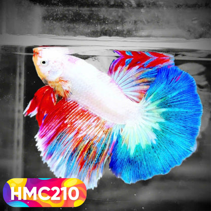 Multicolor Halfmoon Male Betta Fish | Order Directly From Farm | You Pick Fish