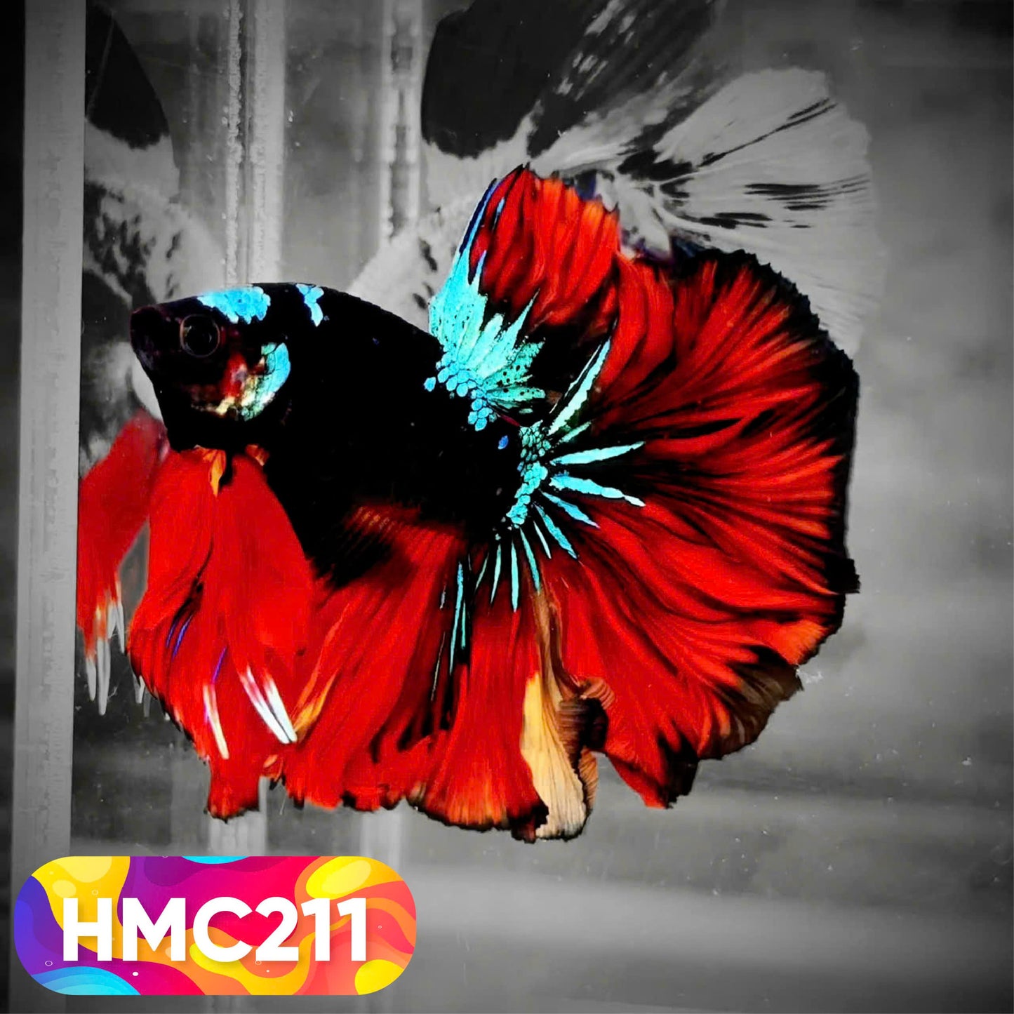 Multicolor Halfmoon Male Betta Fish | Order Directly From Farm | You Pick Fish