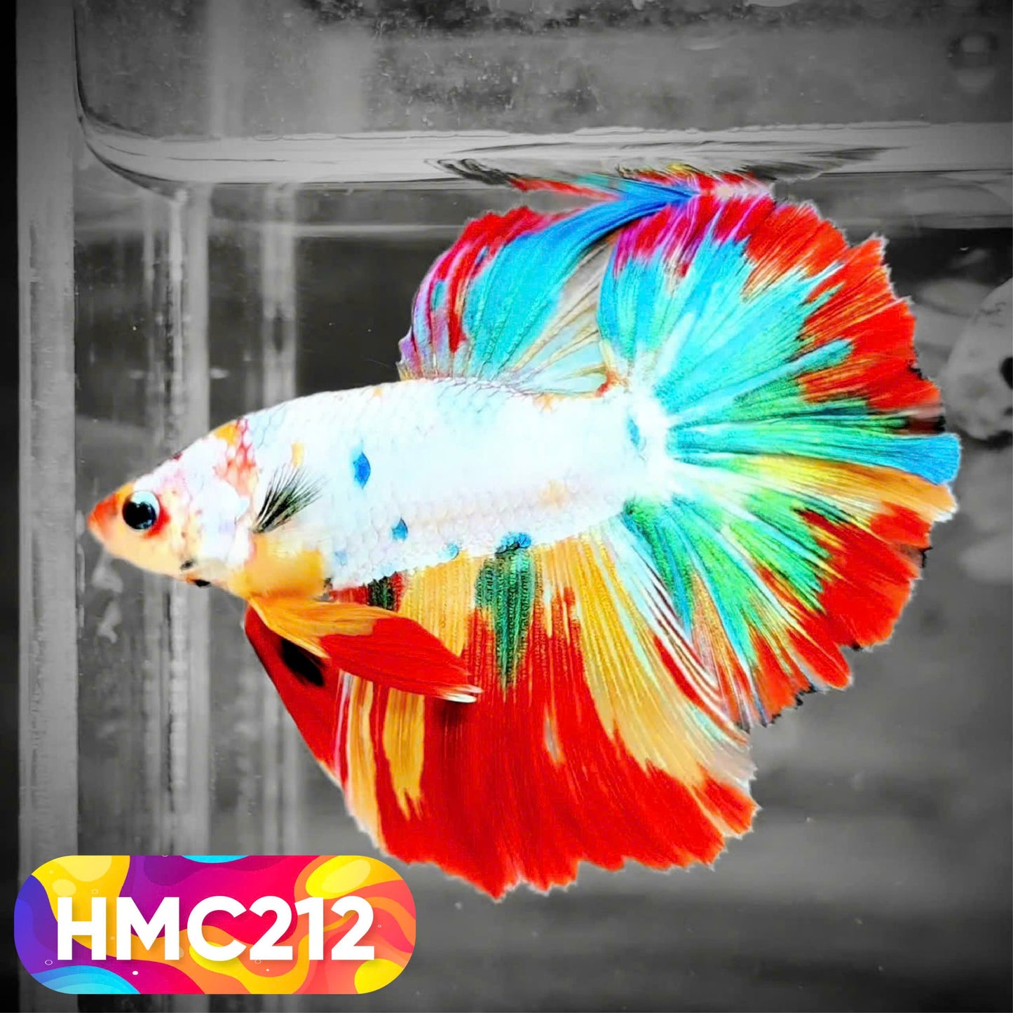 Multicolor Halfmoon Male Betta Fish | Order Directly From Farm | You Pick Fish