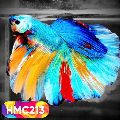 Multicolor Halfmoon Male Betta Fish | Order Directly From Farm | You Pick Fish
