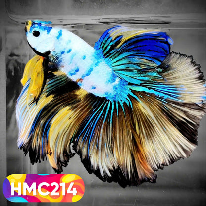 Multicolor Halfmoon Male Betta Fish | Order Directly From Farm | You Pick Fish