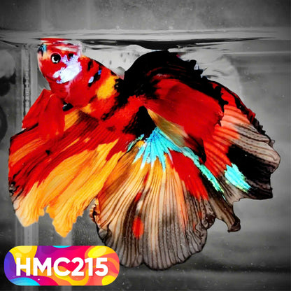 Multicolor Halfmoon Male Betta Fish | Order Directly From Farm | You Pick Fish