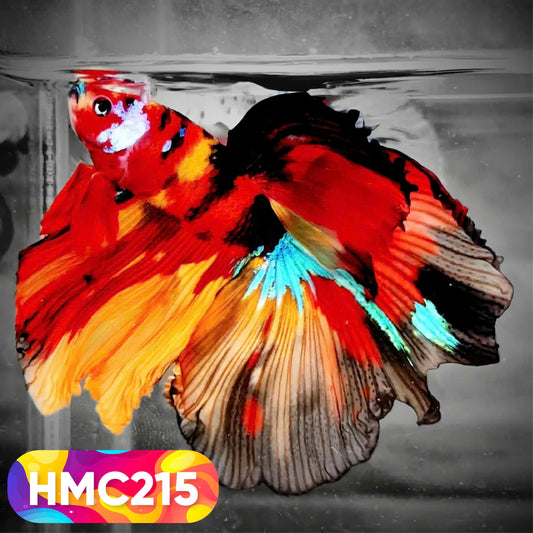 Multicolor Halfmoon Male Betta Fish | Order Directly From Farm | You Pick Fish