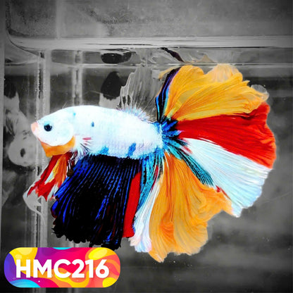 Multicolor Halfmoon Male Betta Fish | Order Directly From Farm | You Pick Fish