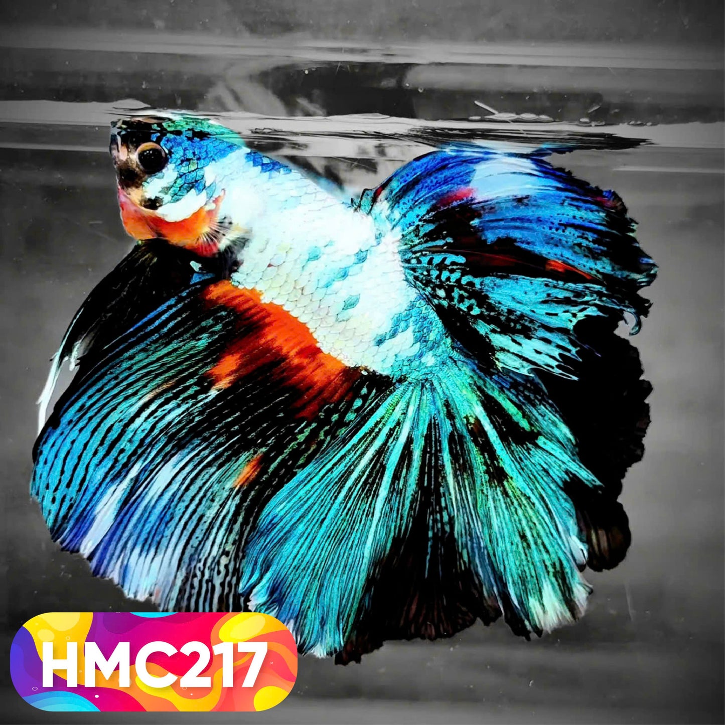 Multicolor Halfmoon Male Betta Fish | Order Directly From Farm | You Pick Fish