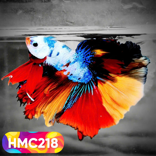 Multicolor Halfmoon Male Betta Fish | Order Directly From Farm | You Pick Fish