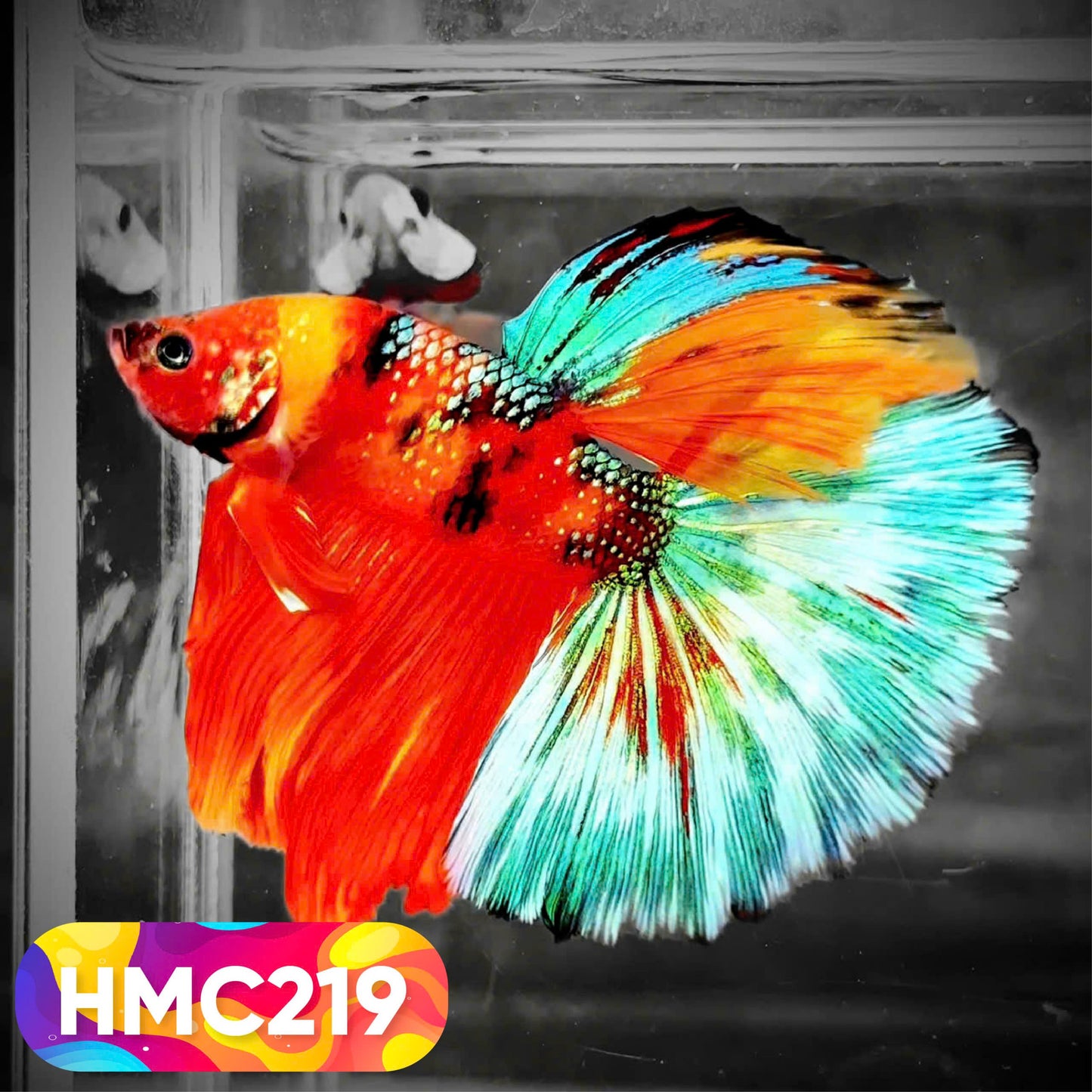 Multicolor Halfmoon Male Betta Fish | Order Directly From Farm | You Pick Fish