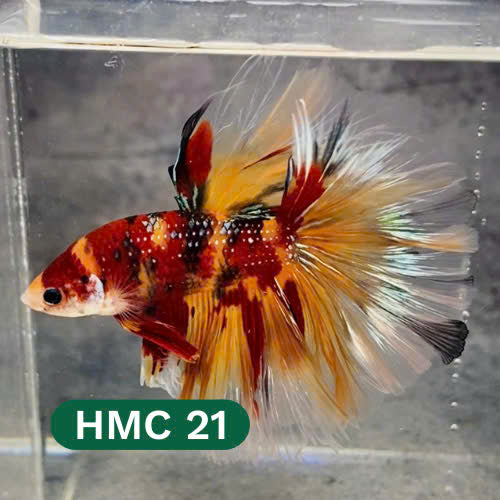 Multicolor Halfmoon Male Betta Fish | High Grade | Order Directly From Farm |  You Pick Fish |