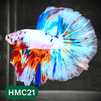 Multicolor Halfmoon Male Betta Fish | Order Directly From Farm | You Pick Fish