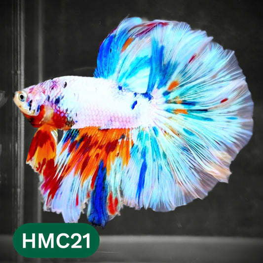Multicolor Halfmoon Male Betta Fish | Order Directly From Farm | You Pick Fish