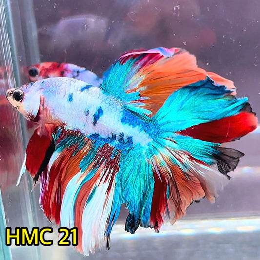 Multicolor Halfmoon Male Betta Fish | High Grade | Order Directly From Farm|  You Pick Fish |