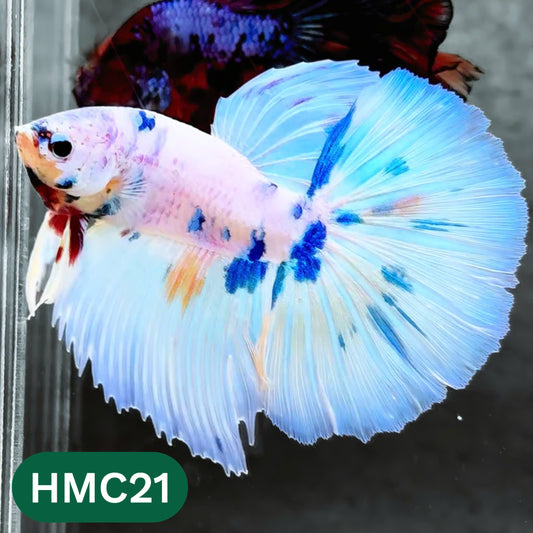 Multicolor Halfmoon Male Betta Fish | High Grade | Order Directly From Farm |  You Pick Fish |