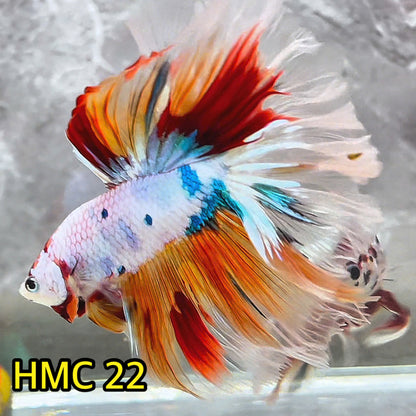 Multicolor Halfmoon Male Betta Fish | High Grade | Order Directly From Farm|  You Pick Fish |