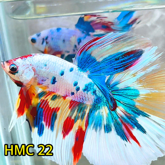 Multicolor Halfmoon Male Betta Fish | High Grade | Order Directly From Farm|  You Pick Fish |